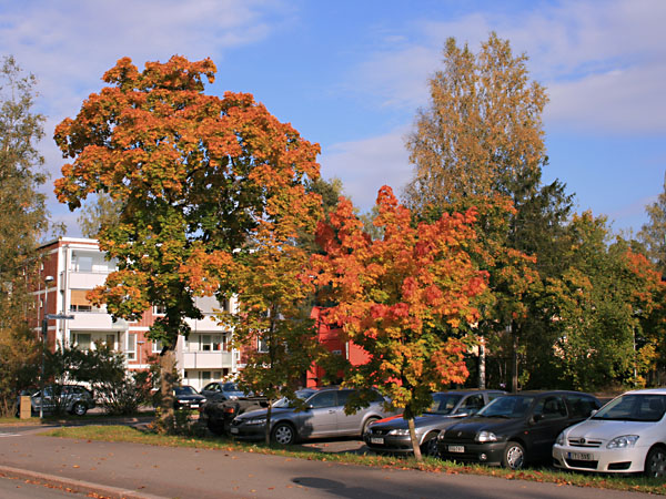 Hyvink&auml;&auml;nkatua
